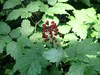 Baneberry (Red) 50+ Seeds