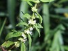 Bugleweed 50+ Seeds