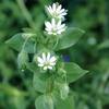 Chickweed 100+ Seeds