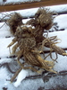 Fresh Balsamorhiza sagittata Root 5 lb.