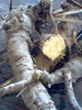 Fresh Lomatium Dissectum Root 4 lb.