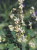 Meadow Rue 50+ Seeds