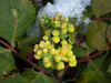 Oregon Grape 50+ Seeds