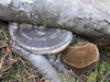 Bulk False Tinder Polypore