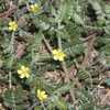 Puncture Vine 25+ Seeds