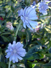 Chicory 100+ Seeds