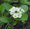 Black Hawthorn 50+ Seeds